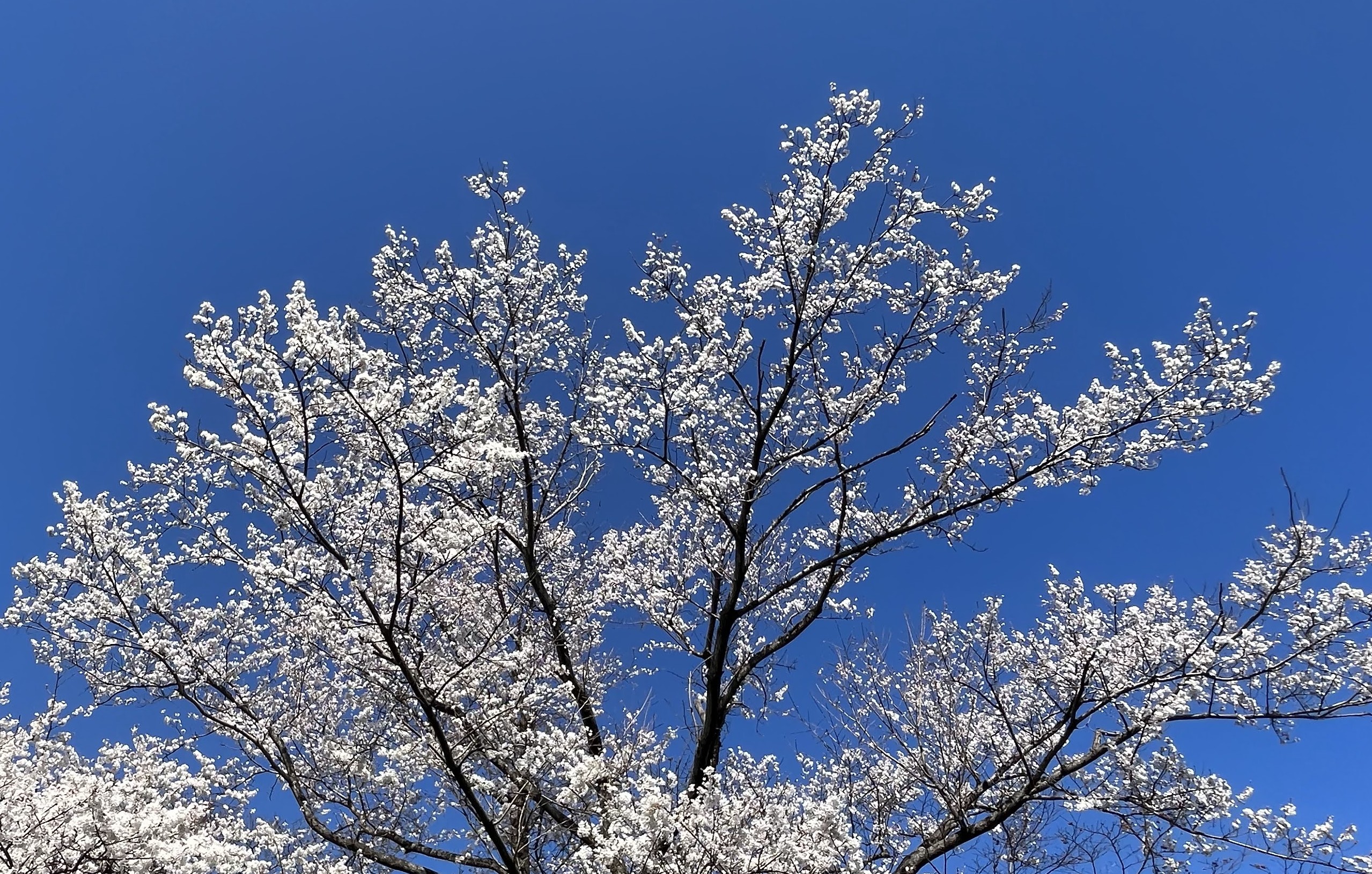 琵琶湖疏水沿いの桜並木