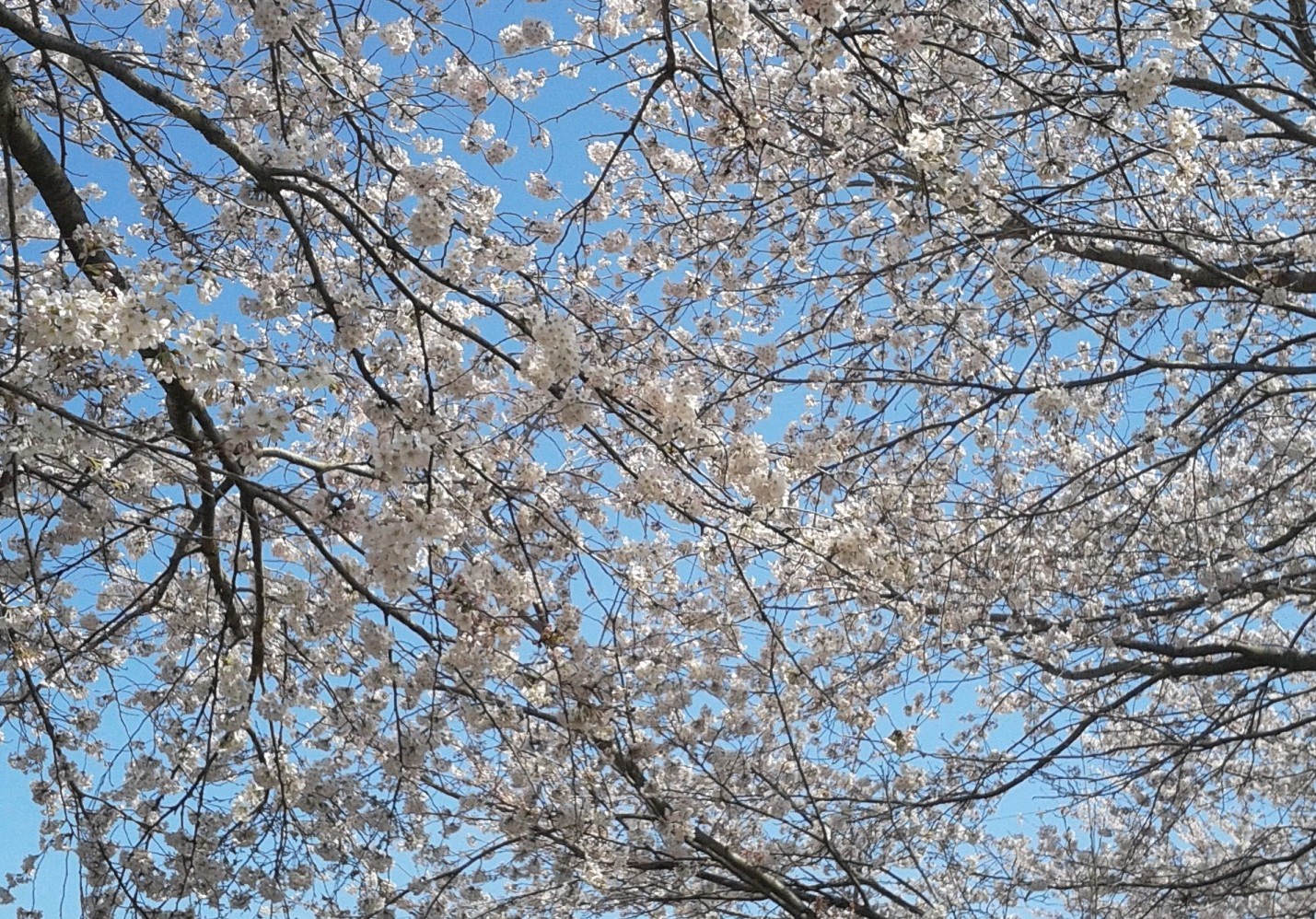 伏見の静かな桜の風景
